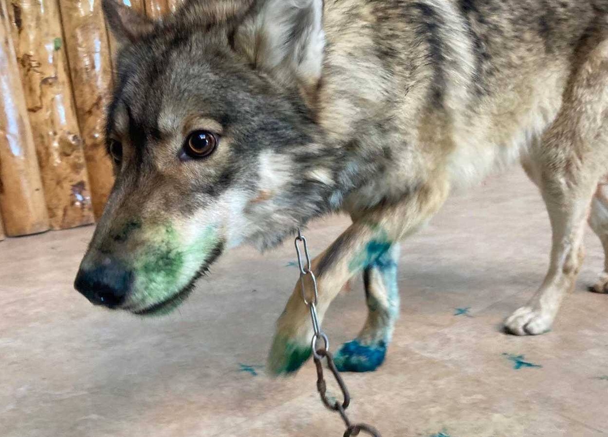 但网友看到为了作画而满身沾染满颜料,且被铁链束缚住的野狼,发出是否