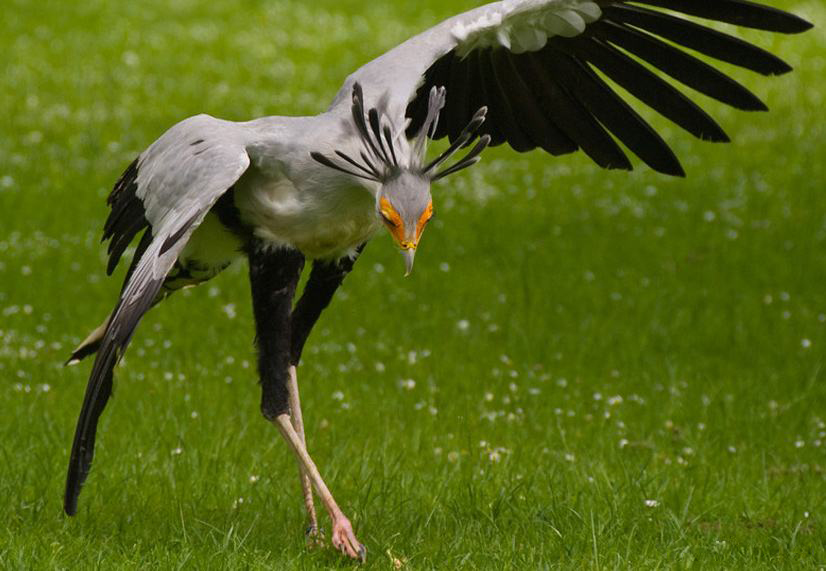 捕食就要跳舞的蛇鹫一旦跳起舞来黑曼巴蛇都逃不掉