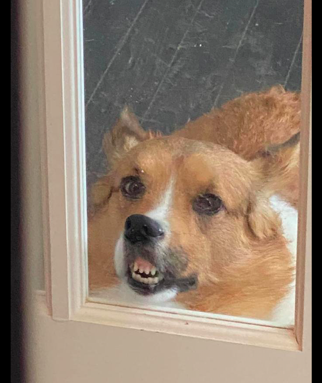 网友正在房间里工作,却发现柯基正贴在门口做鬼脸,一秒破防了!