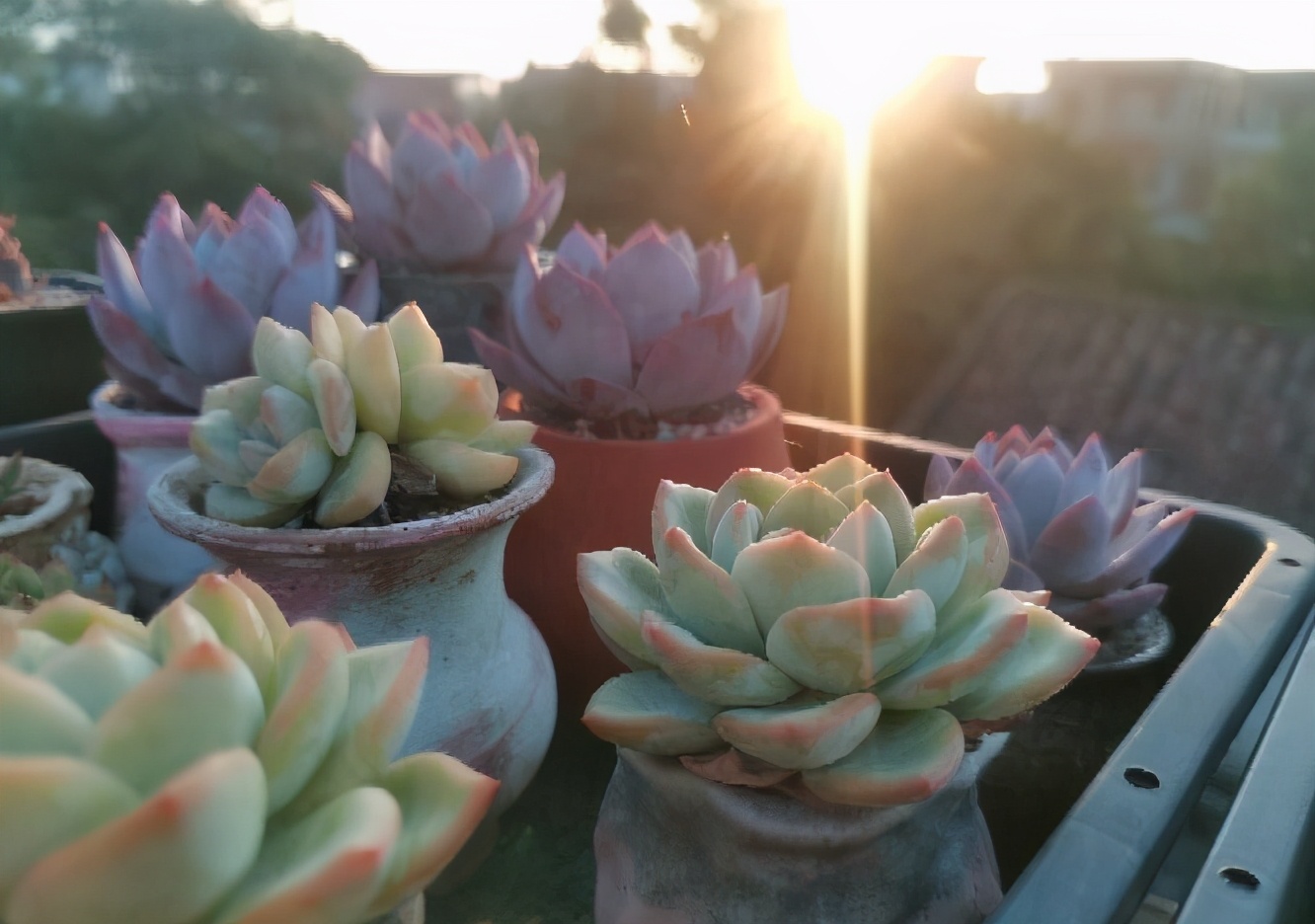 多肉可以晒太阳吗注意2点越晒颜色越好看顺利出状态