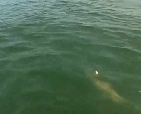 男子海中钓鱼钓到鲨鱼遭不明生物抢食,细看后男子整个人都崩溃了休闲区蓝鸢梦想 - Www.slyday.coM 男子海中钓鱼钓到鲨鱼遭不明生物抢食,细看后男子整个人都崩溃了休闲区蓝鸢梦想 - Www.slyday.coM