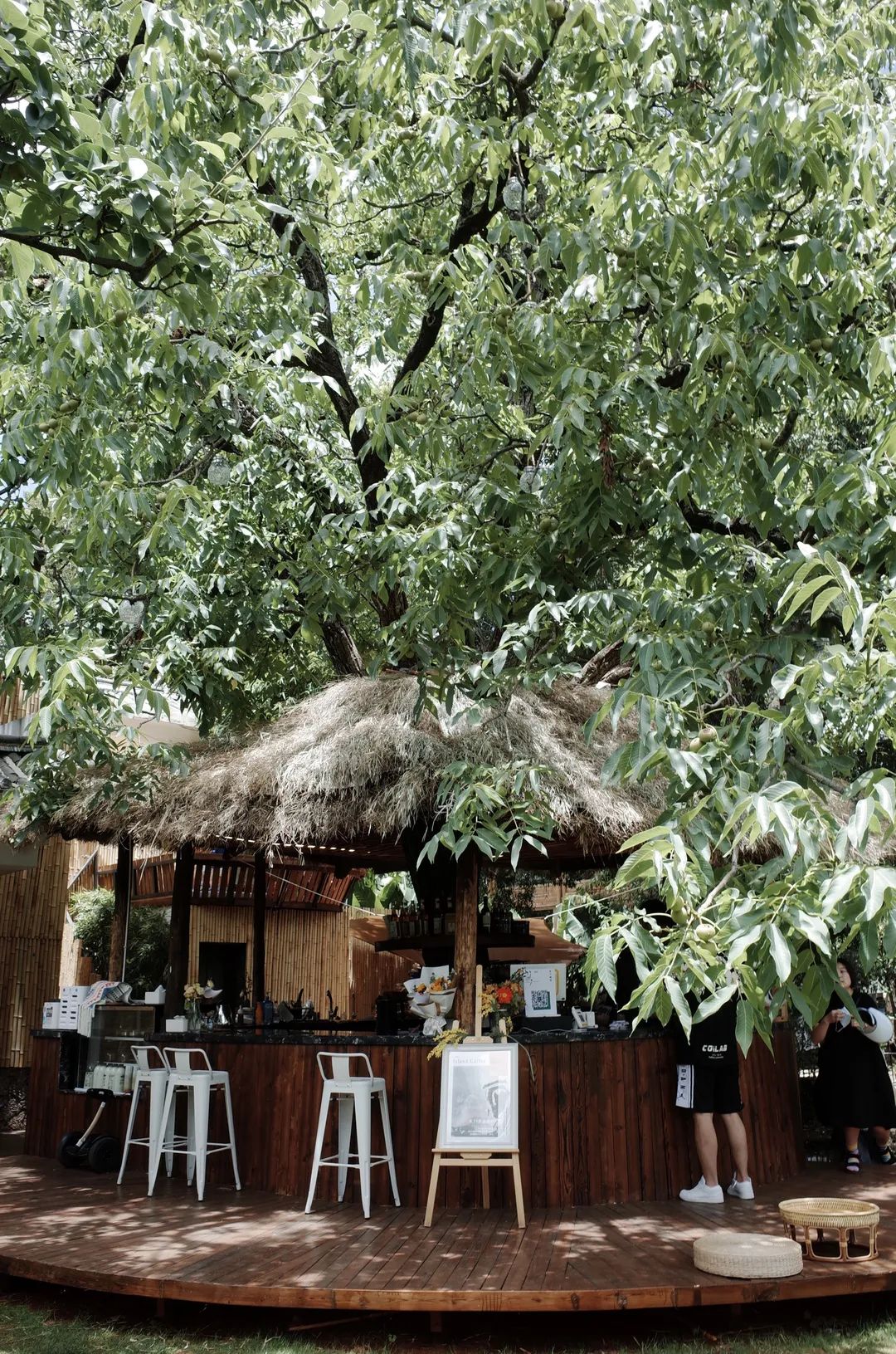 90后女孩在树上开咖啡馆零宣传走红网友羡慕的却是她的遛狗日常