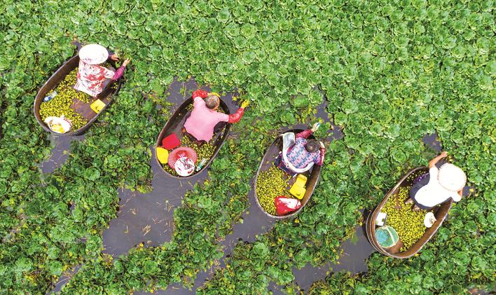 海安村民划着菱桶在水面采菱