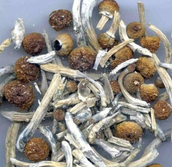 这种蘑菇巧克力其实是毒品