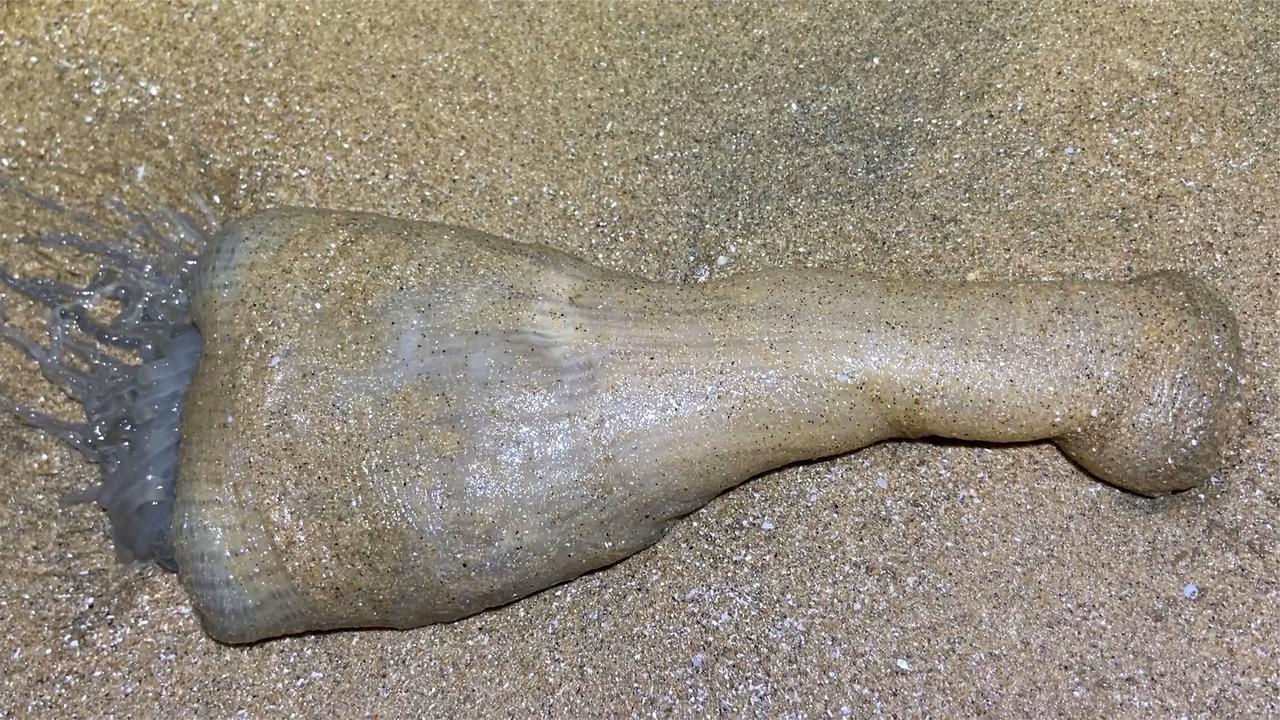 海边退潮后,小斗抓到从沙滩里跑出来的大海葵,跟手一样长!