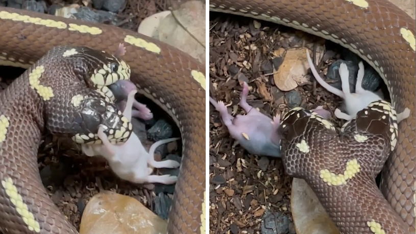 美国网友发布双头蛇同时吞下两只老鼠视频 网友被惊呆