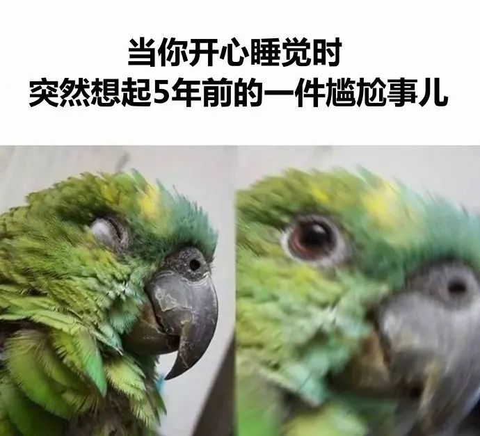 爱鸟人士狂喜大家真是什么啾啾梗图都有