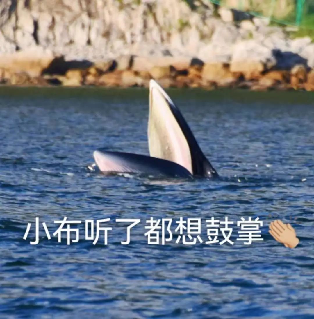 小布 的真实身份首次公开 小布 还能叫 小布 吗 手机新浪网