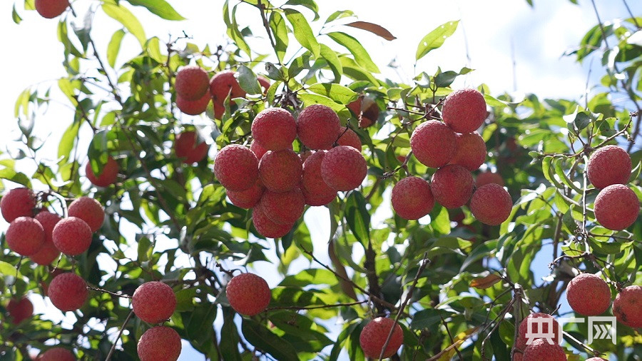 广东147万吨荔枝售罄 实现产值140.8亿元