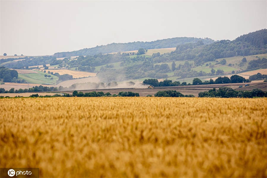 德国夏季天气多云 黄灿灿小麦地美如画