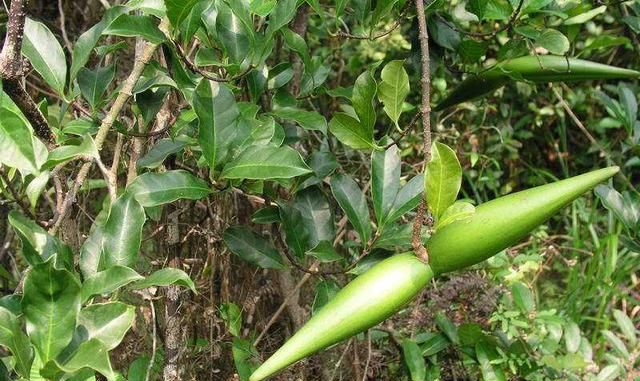 造型奇特的羊角拗小心有毒