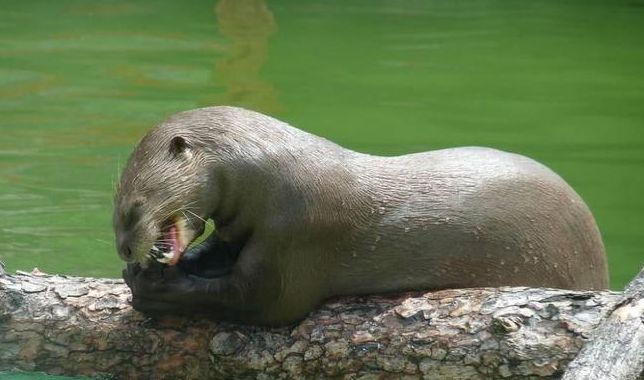 我国“水鬼”在国外被抓到?看到水鬼真容,网友：真是长见识了!休闲区蓝鸢梦想 - Www.slyday.coM