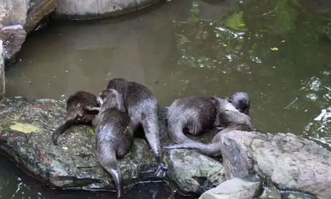 我国“水鬼”在国外被抓到?看到水鬼真容,网友：真是长见识了!休闲区蓝鸢梦想 - Www.slyday.coM