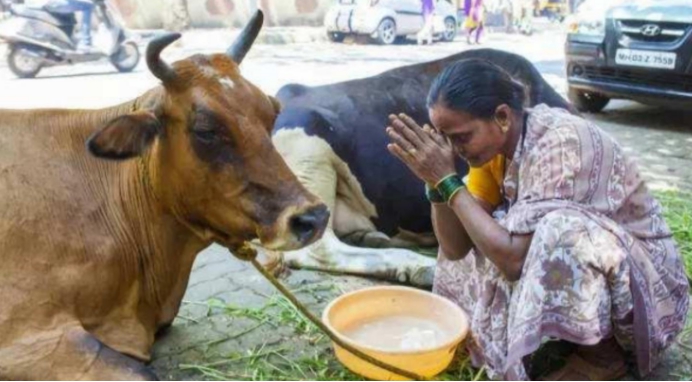 在印度,牛的地位有多高?早餐先给牛吃,“牛粪饼”卖20美元一盒休闲区蓝鸢梦想 - Www.slyday.coM 在印度,牛的地位有多高?早餐先给牛吃,“牛粪饼”卖20美元一盒休闲区蓝鸢梦想 - Www.slyday.coM
