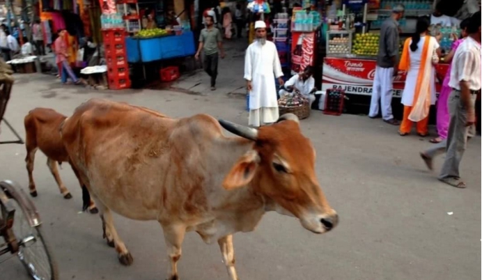 在印度,牛的地位有多高?早餐先给牛吃,“牛粪饼”卖20美元一盒休闲区蓝鸢梦想 - Www.slyday.coM 在印度,牛的地位有多高?早餐先给牛吃,“牛粪饼”卖20美元一盒休闲区蓝鸢梦想 - Www.slyday.coM