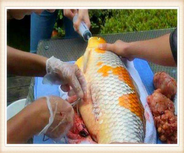 男子发现鲤鱼肚子有异样,划开鱼肚后,男子整个人都不好了