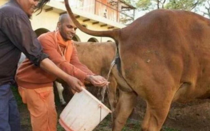 在印度,牛的地位有多高?早餐先给牛吃,“牛粪饼”卖20美元一盒休闲区蓝鸢梦想 - Www.slyday.coM 在印度,牛的地位有多高?早餐先给牛吃,“牛粪饼”卖20美元一盒休闲区蓝鸢梦想 - Www.slyday.coM