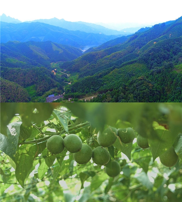 广西永福正宗罗汉果助力乡村产业振兴