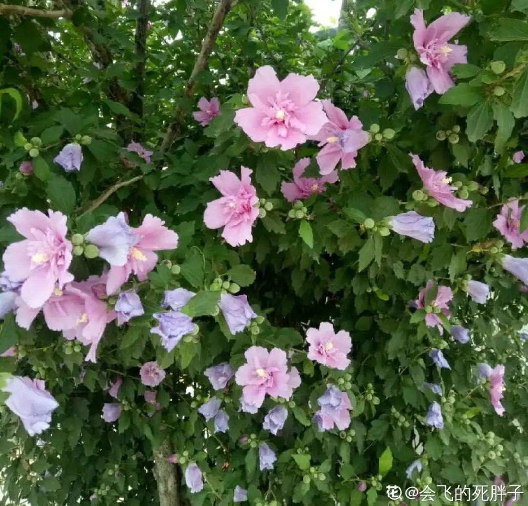 家门口的木槿花 裹上面炸一炸 外酥里嫩香喷喷 南瓜花 木槿花 茉莉花 新浪新闻