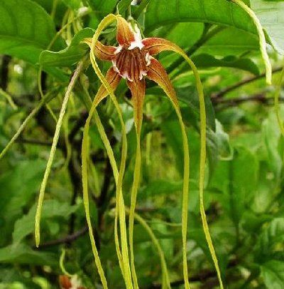 造型奇特的羊角拗小心有毒