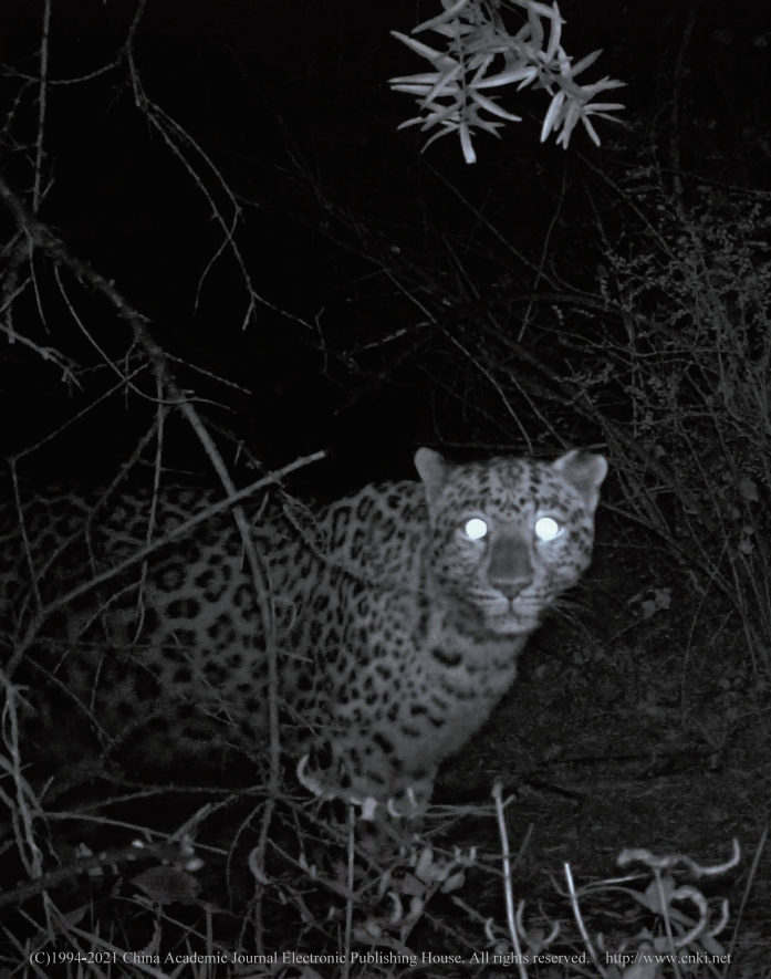野生华北豹出没国家一级保护动物一口气发现5只