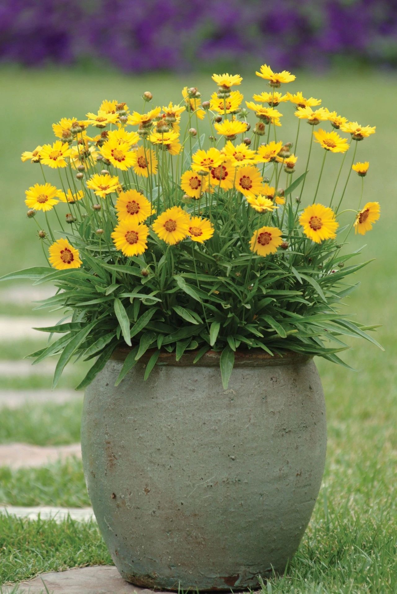 11种夏季开花灿烂的观赏花卉适合盆栽或地栽西晒阳台也能种