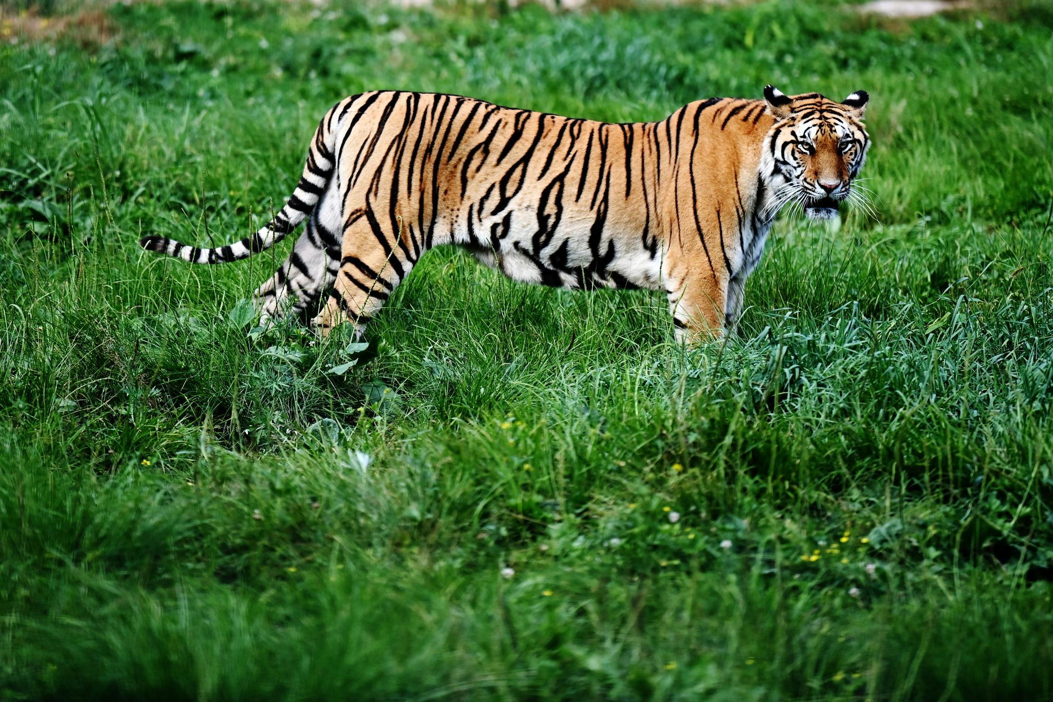 探访"中国虎乡"——黑龙江省横道河子东北虎林园