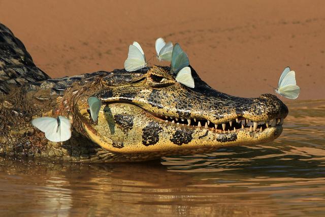 巴西鳄鱼被蝴蝶环绕上演反差萌