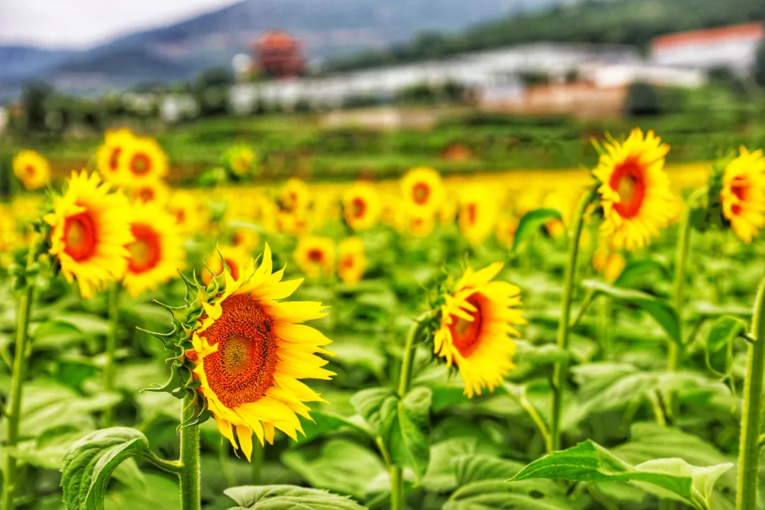 等你来打卡振兴小镇千亩朝阳花海惊艳三晋