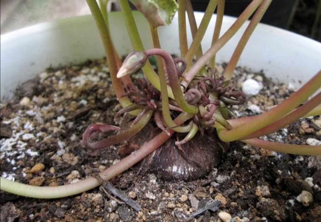 仙客来夏天要休眠,给它控水停肥,秋天再长新叶开花|仙客来|新叶|休眠