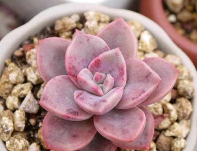 夏季喜欢养多肉就养盆旭鹤吧它属于夏型种度夏没困难