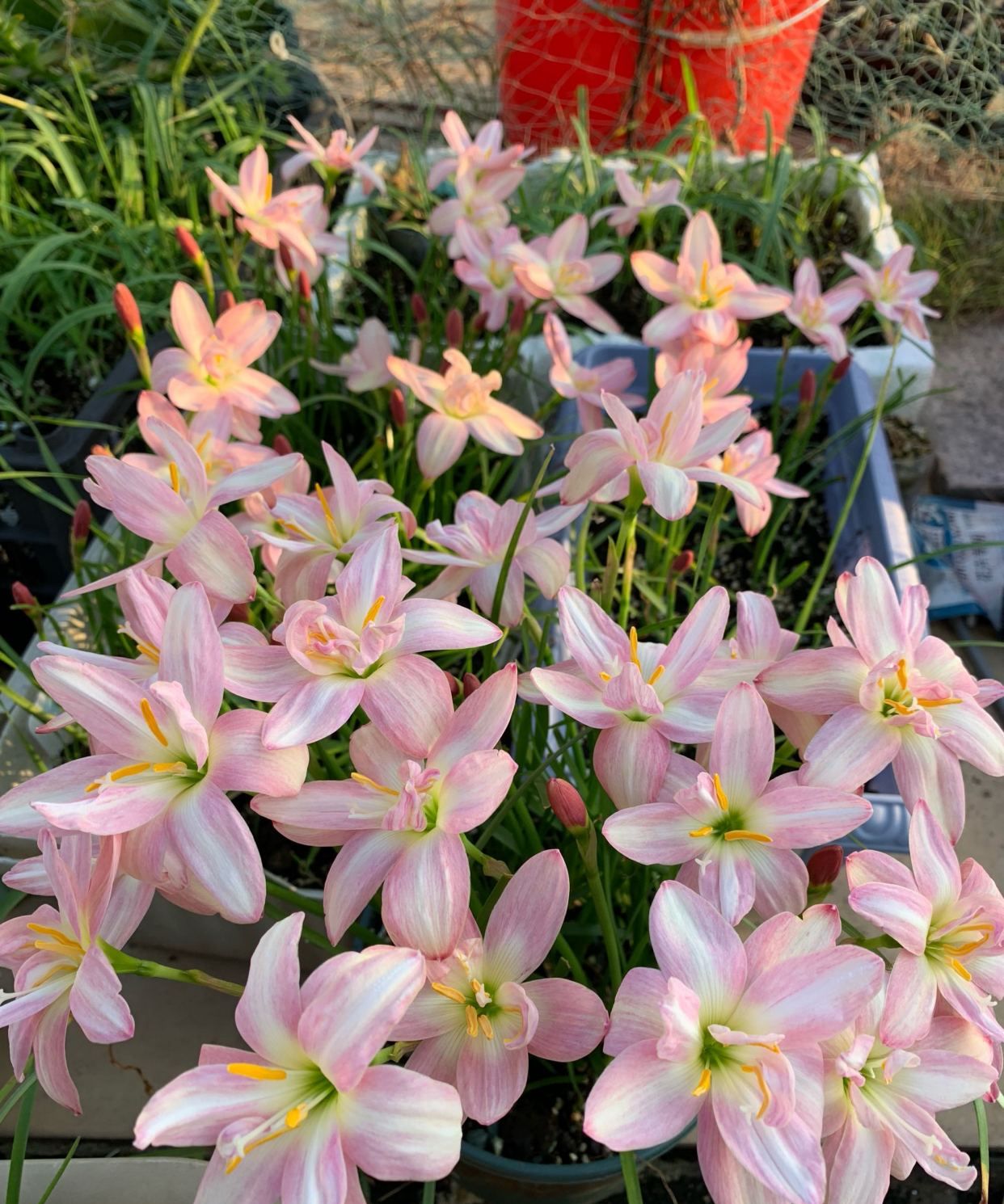 重瓣风雨兰伊丽莎白好看又好养每年花开多次你值得拥有