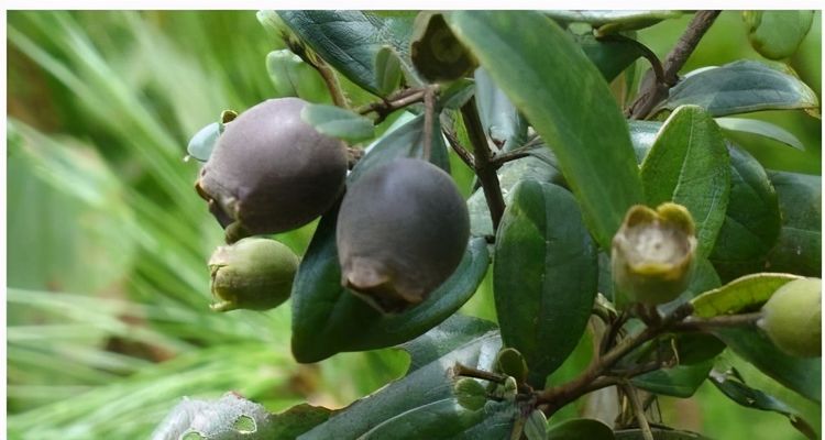 山捻子山棯子是一种极为常见的小黑果,吃起来非常美味,果实具有养血