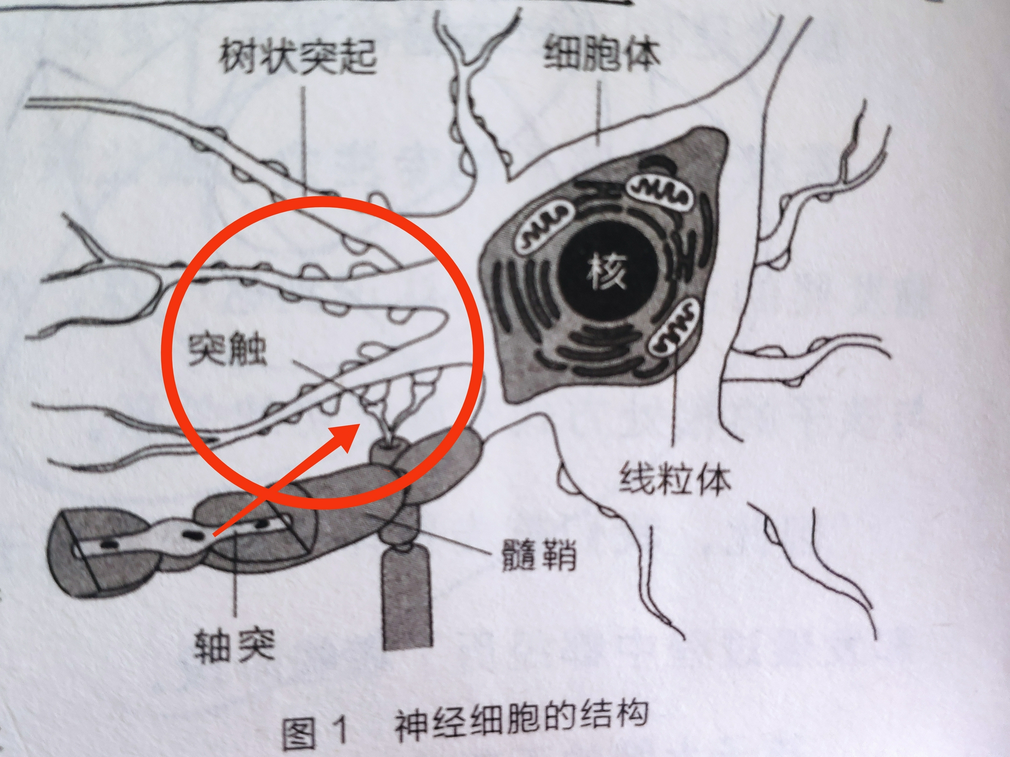 高智商的密码就藏在大脑突触里宝宝1岁前父母要做好这4点