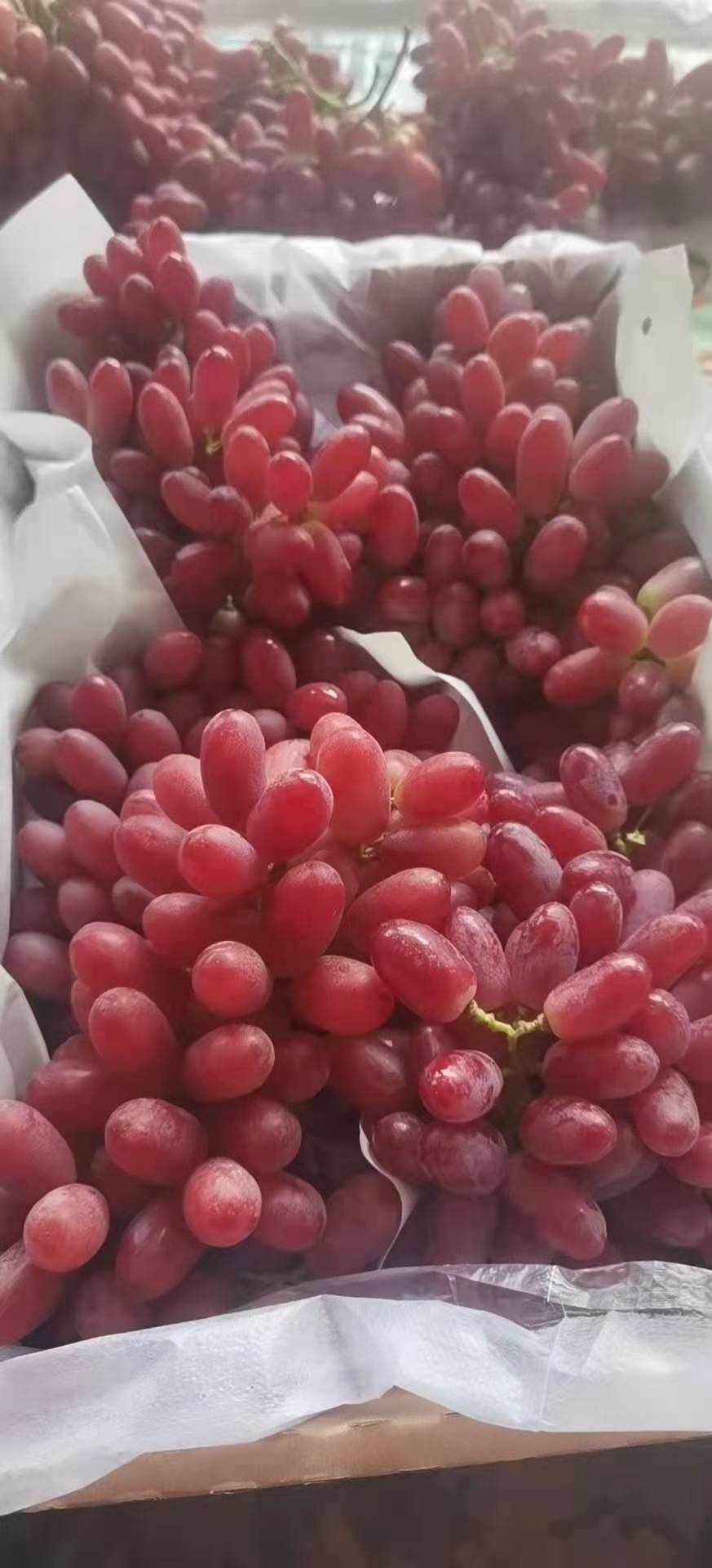 开车把记者引到了宾川县华侨农场三队一处紫玉天珠葡萄果园内,看到刚