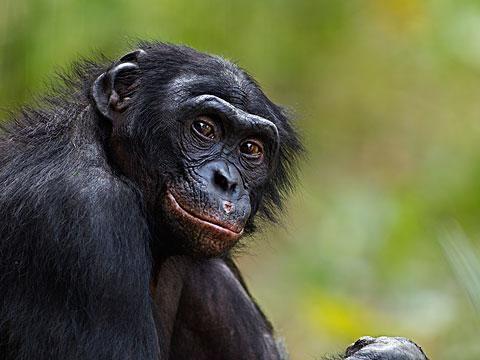 倭黑猩猩 倭黑猩猩最新消息 新闻 图片 视频 聚合阅读 新浪网 倭黑猩猩 倭黑猩猩最新消息 新闻 图片 视频 聚合阅读 新浪网