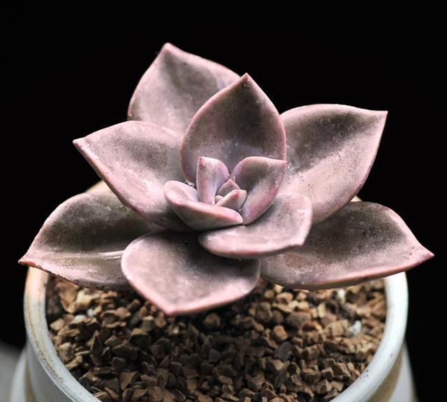 夏季喜欢养多肉就养盆旭鹤吧它属于夏型种度夏没困难