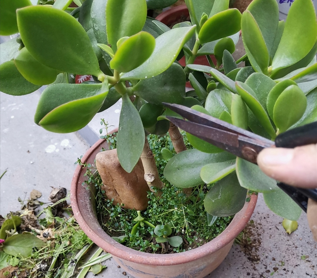 玉树不剪不成型,3种枝条要勤剪,才能长得粗壮,植株美观|枝条|植株|玉树_新浪新闻