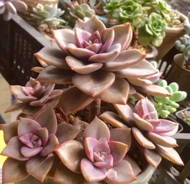 夏季喜欢养多肉就养盆旭鹤吧它属于夏型种度夏没困难