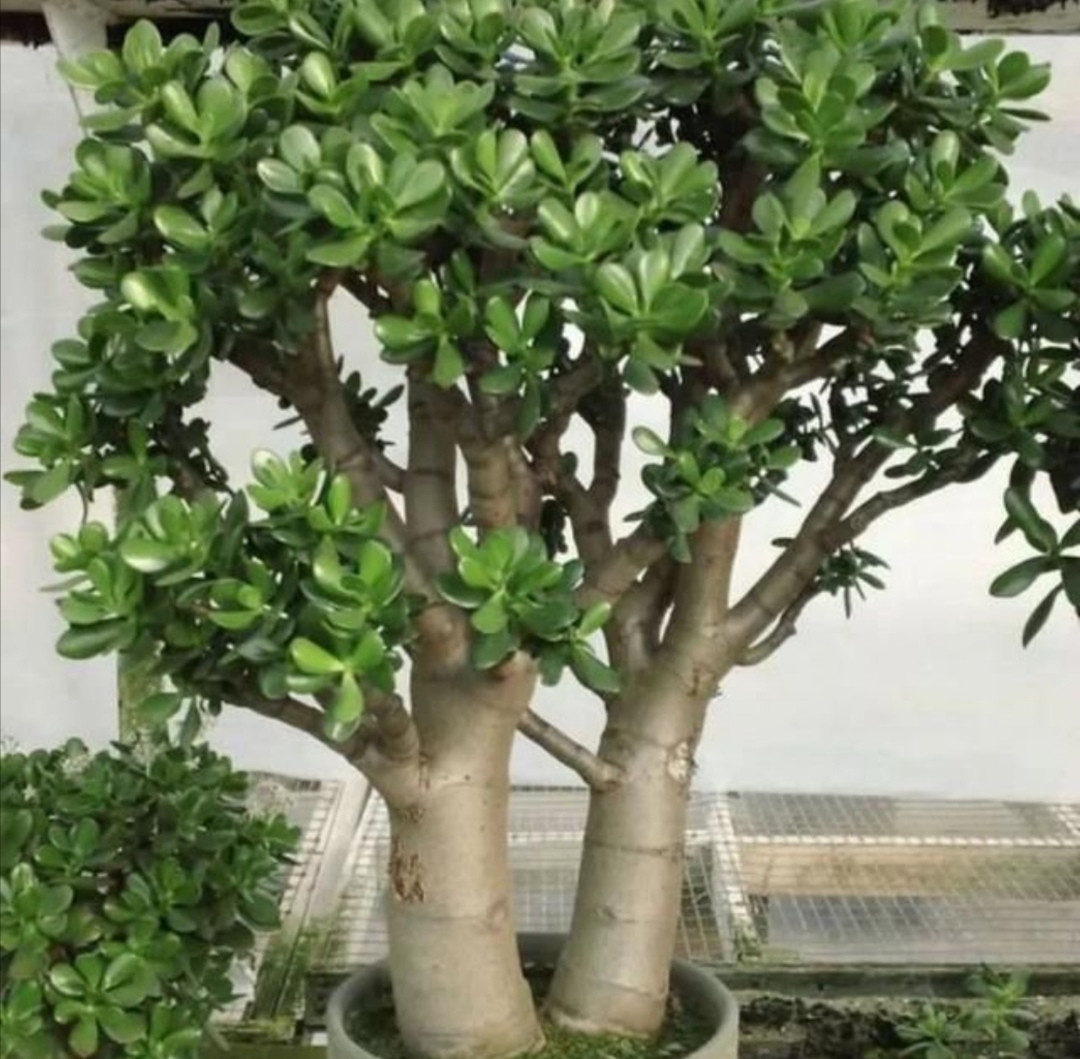 玉树不剪不成型,3种枝条要勤剪,才能长得粗壮,植株美观|枝条|植株|玉树_新浪新闻