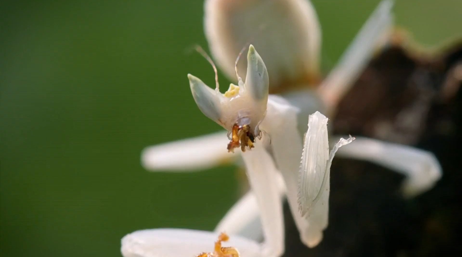 兰花螳螂的诱惑 the temptation of orchid mantis