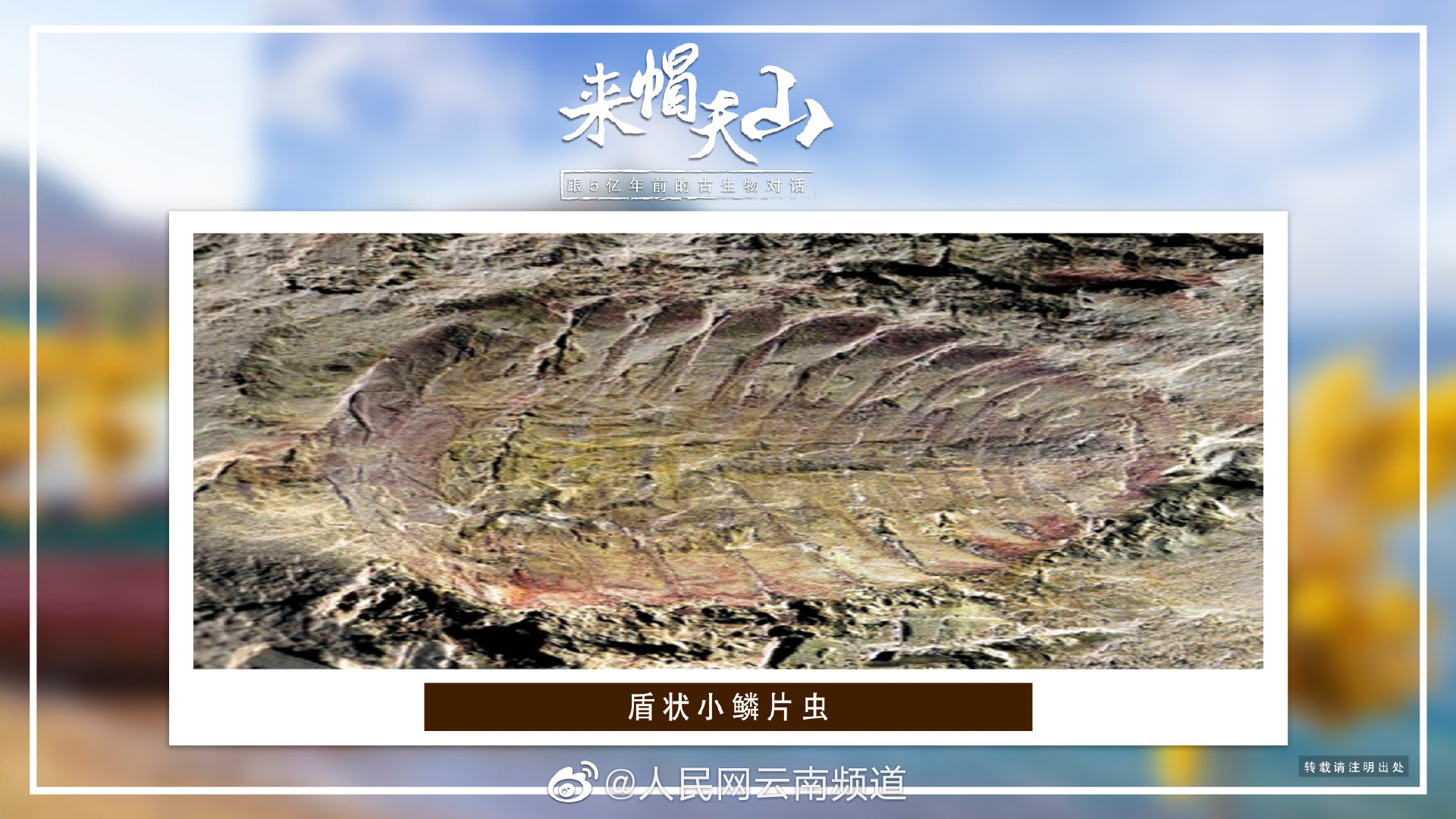 对话帽天山古生物 盾状小鳞片虫|澄江|页岩|虫虫|云南|触角_新浪新闻