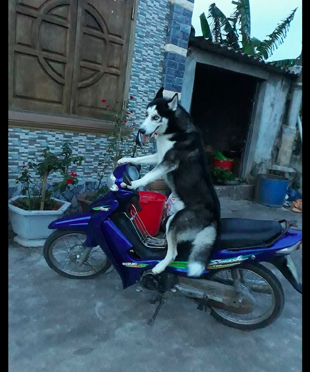 雪橇犬学主人骑摩托车从白天坐到了晚上狗怎么还没有动