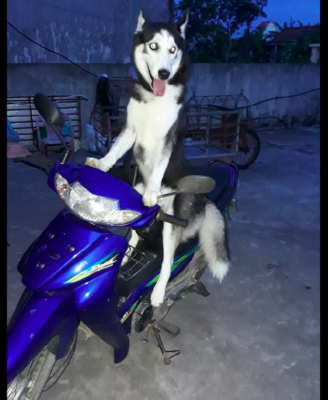 雪橇犬学主人骑摩托车从白天坐到了晚上狗怎么还没有动