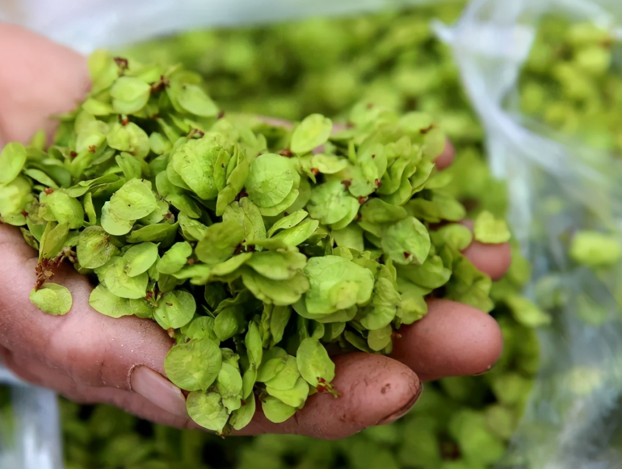 春天宁可不吃肉,也别错过这"花",这么做鲜香软嫩,吃比肉香|榆钱|面糊