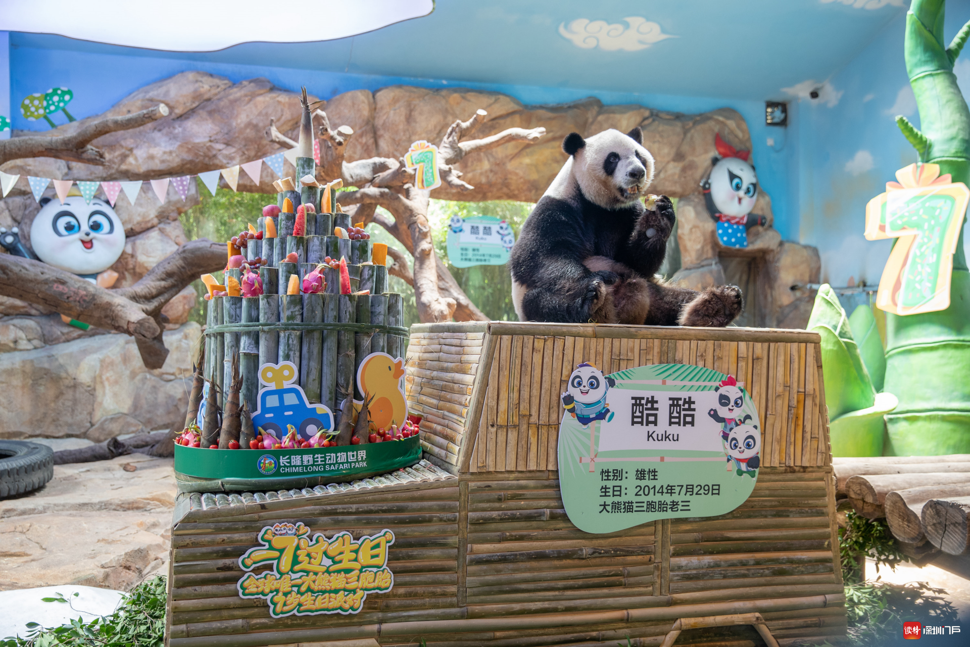 100位"小寿星"在长隆与熊猫同庆生|三胞胎|三宝_新浪新闻