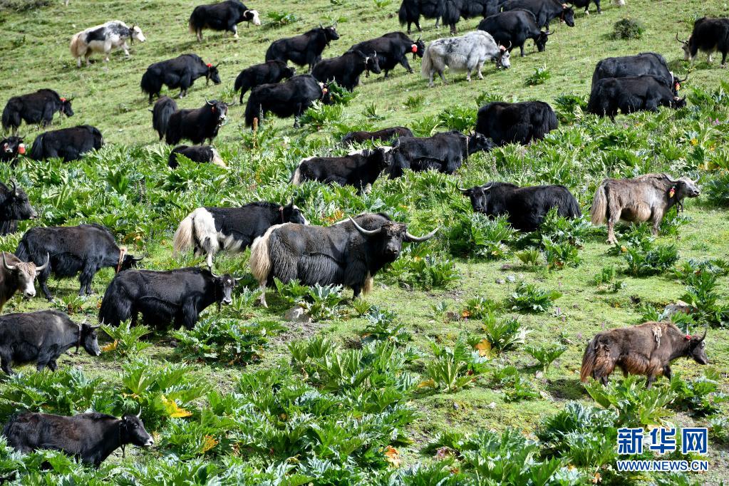 重走天路看变迁丨西藏嘉黎娘亚牦牛产业化养殖拓宽致富路