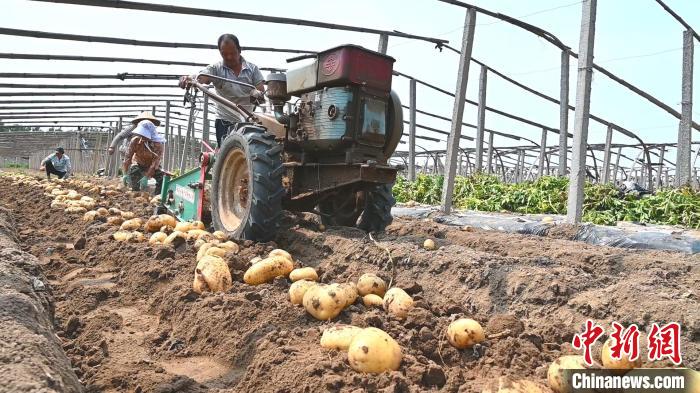 昌黎县马铃薯种植户借助小型机械收获马铃薯。田征 摄