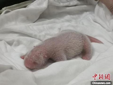 大熊猫美茜产仔新生大熊猫宝宝体重249克