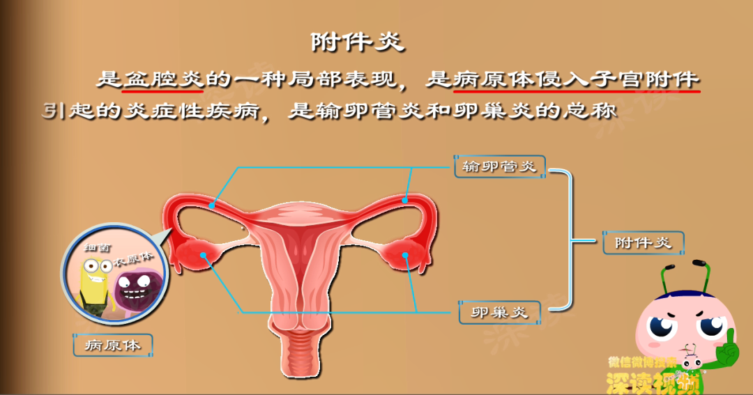 女性下腹附件图图片